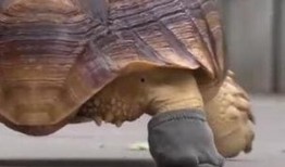 广州乌龟爆料案件最新,揭秘背后惊人真相与法律较量